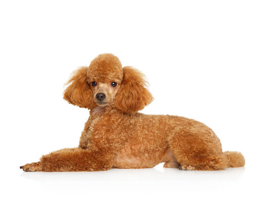 Standard miniature and toy clearance poodle